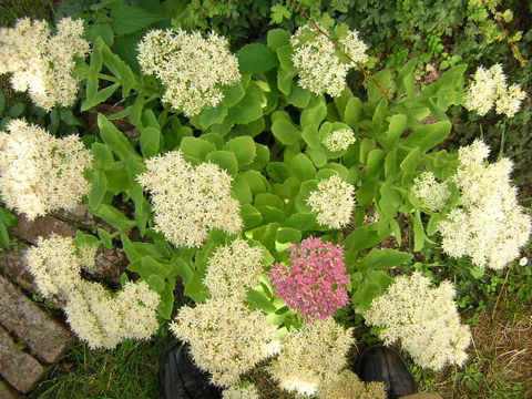 DSCN0031