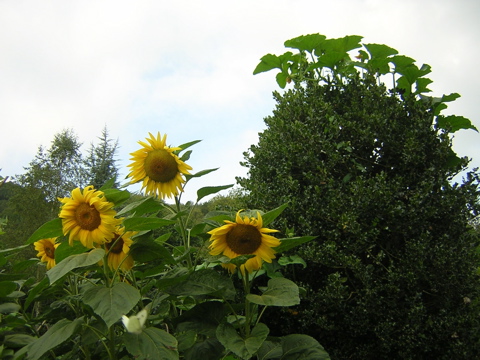 DSCN2731.JPG