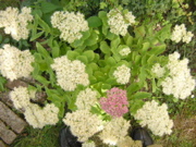DSCN0031