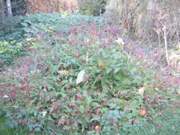 Dscn1964