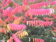 Dscn1965