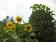 DSCN2731.JPG