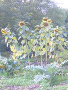 DSCN3654.JPG